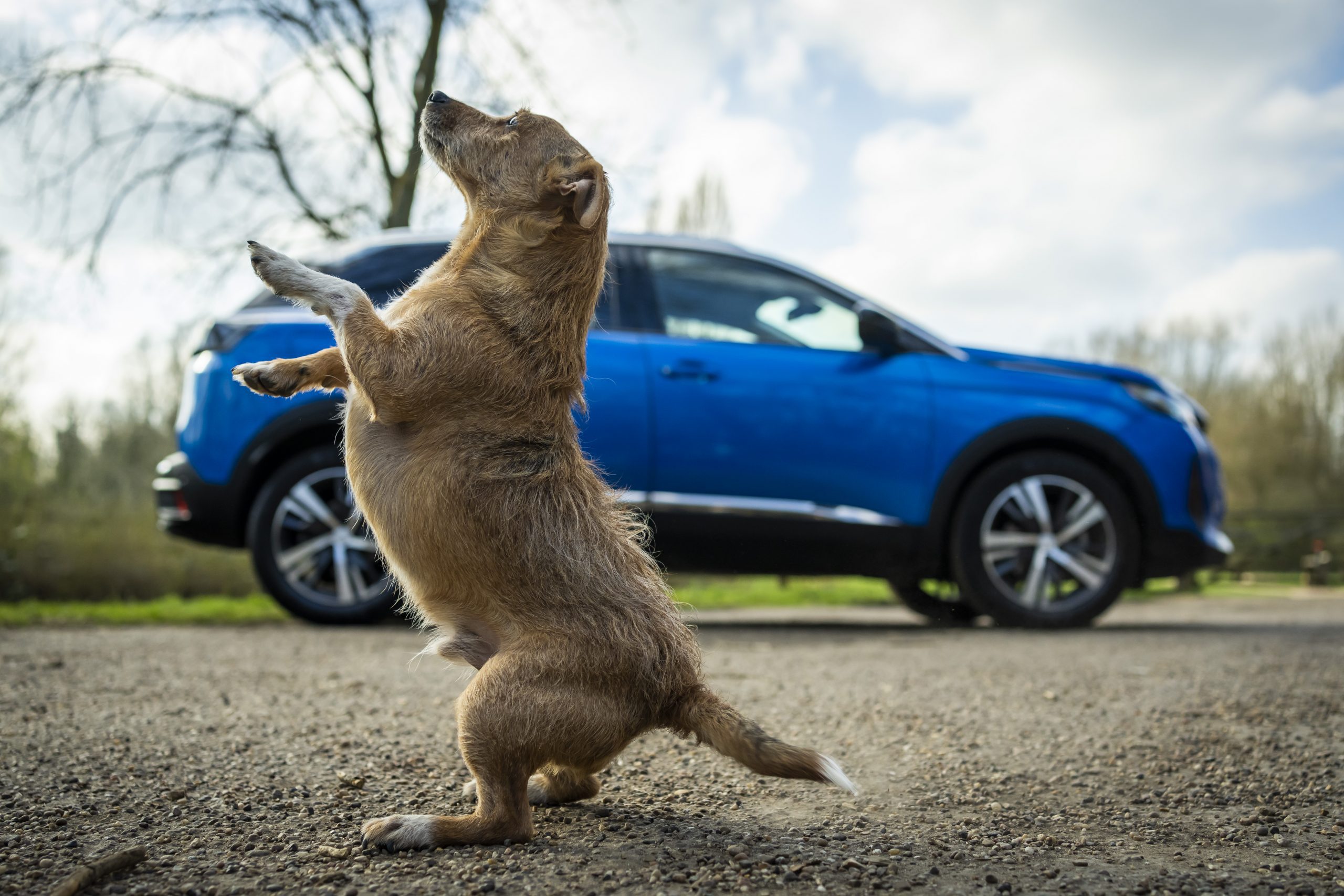 More than a third of new dog-owning motorists had to ‘pup-size’ by buying a bigger or more practical car to accommodate their pets