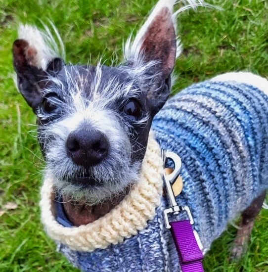 Loveable Bald Westie, Jay, in Rescue for 411 Days, Seeks Lovely New Forever Home