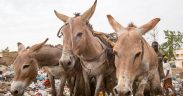 donkeys