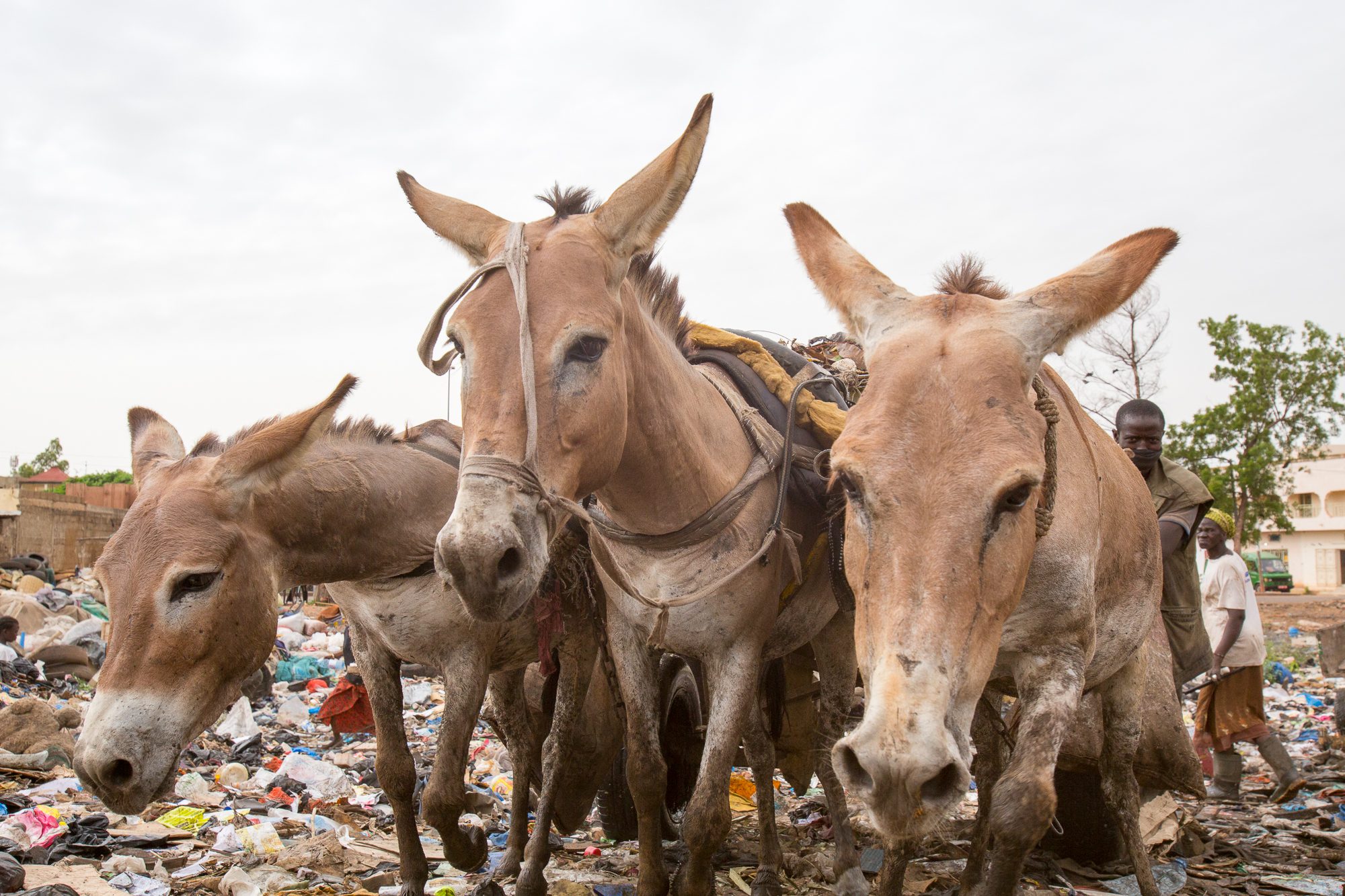 donkeys