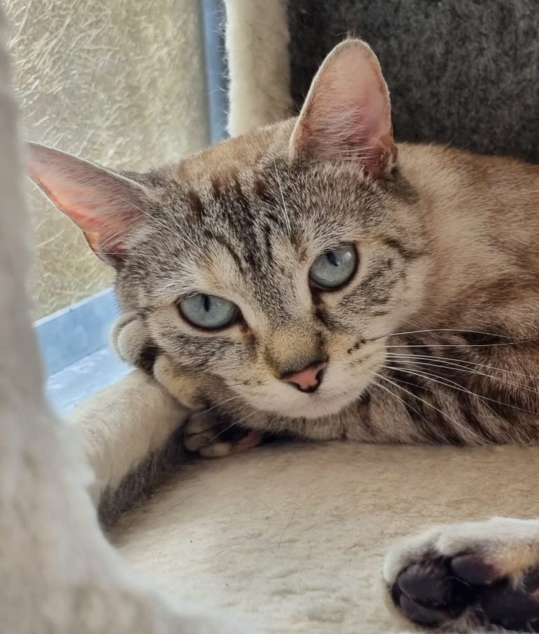 Mum’s the Word – Cat Seeks Forever Home After Her 7 Kittens Are Re-Homed