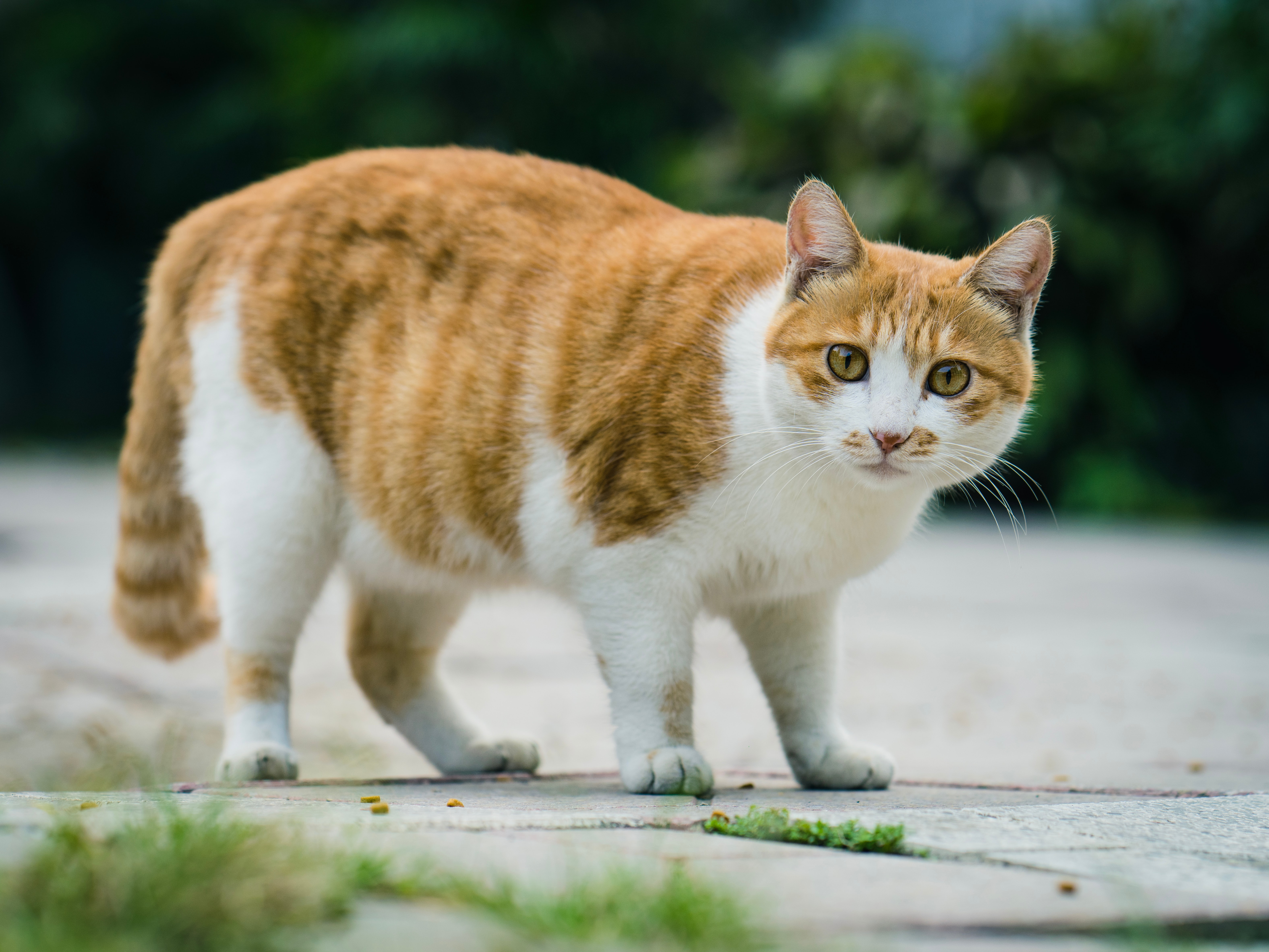 International Cat Day: UK Cats are Stressed and Obese, Vets Report