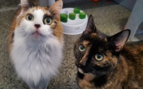 cats
