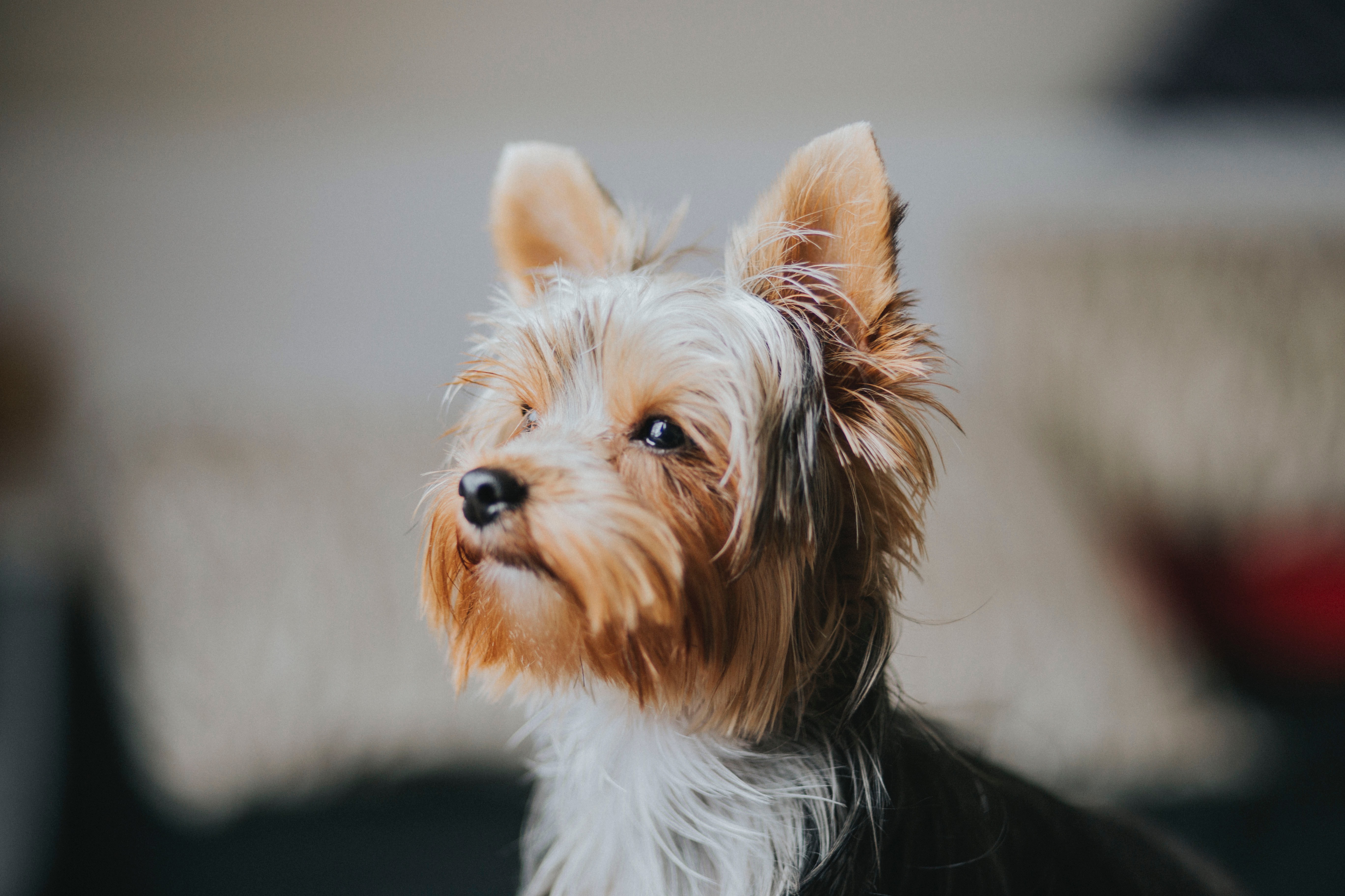 The Search is on to Find ‘Huddersfield Ben’, The World’s First Yorkshire Terrier