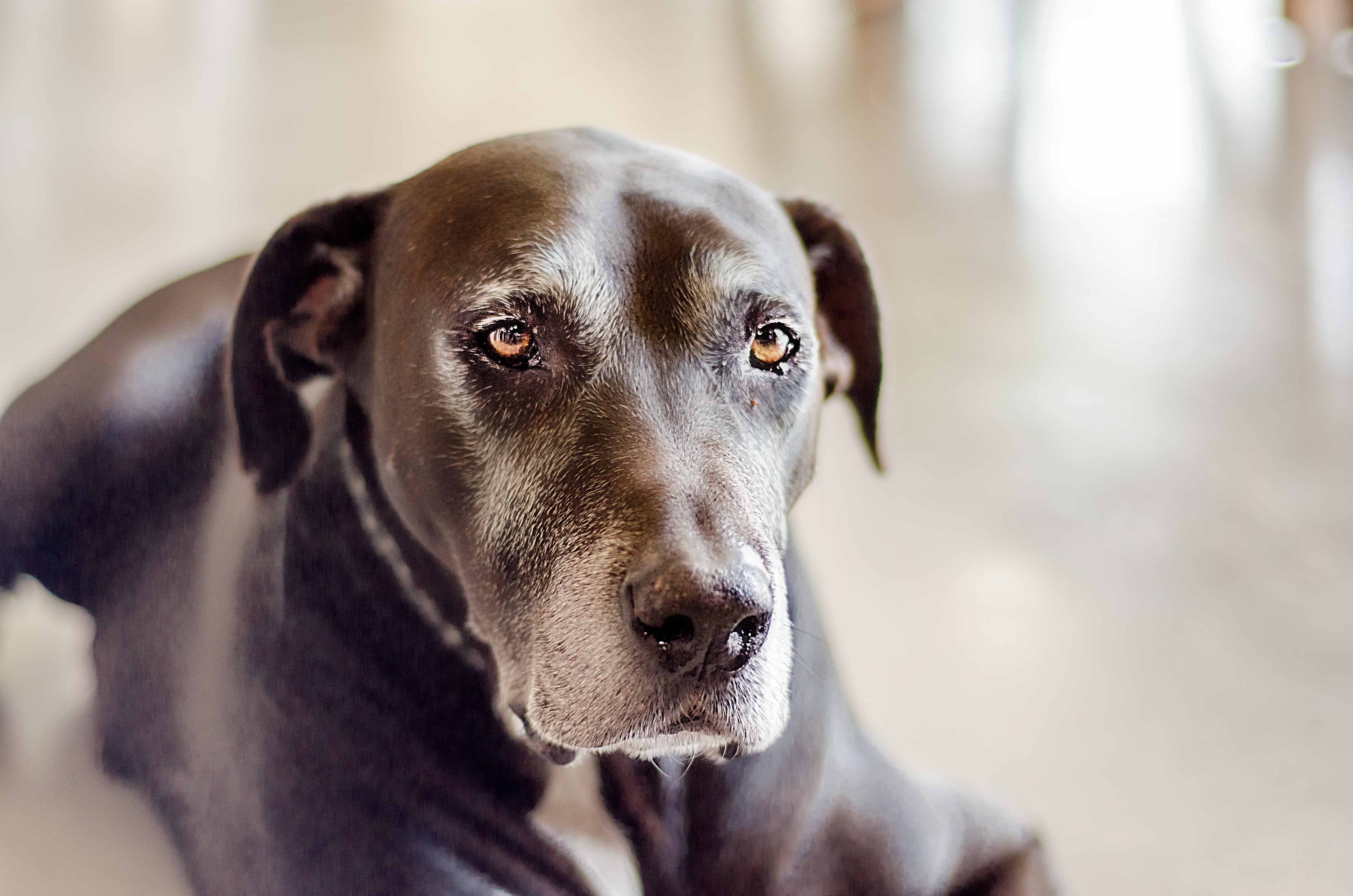 Aches and Pains? How to Spot ‘Hidden Pain’ in Our Elderly Dogs