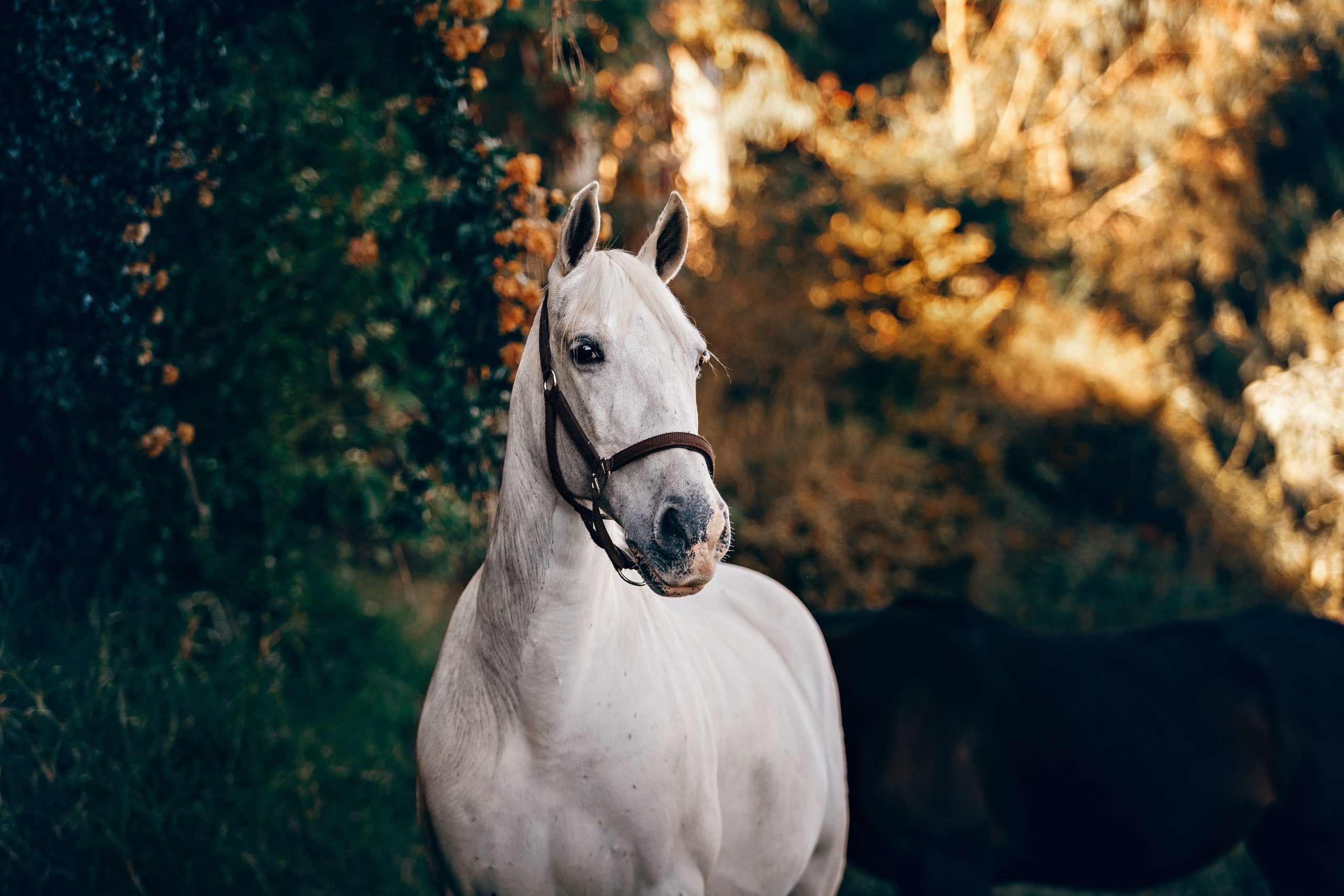 Beware Seasonal Risk of Grazing Horses Around Oaks & Sycamores 
