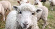 sheep