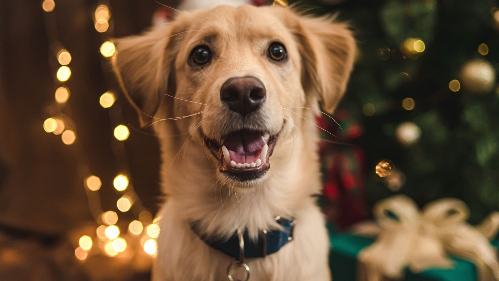 DIY Christmas Gifts for Pets