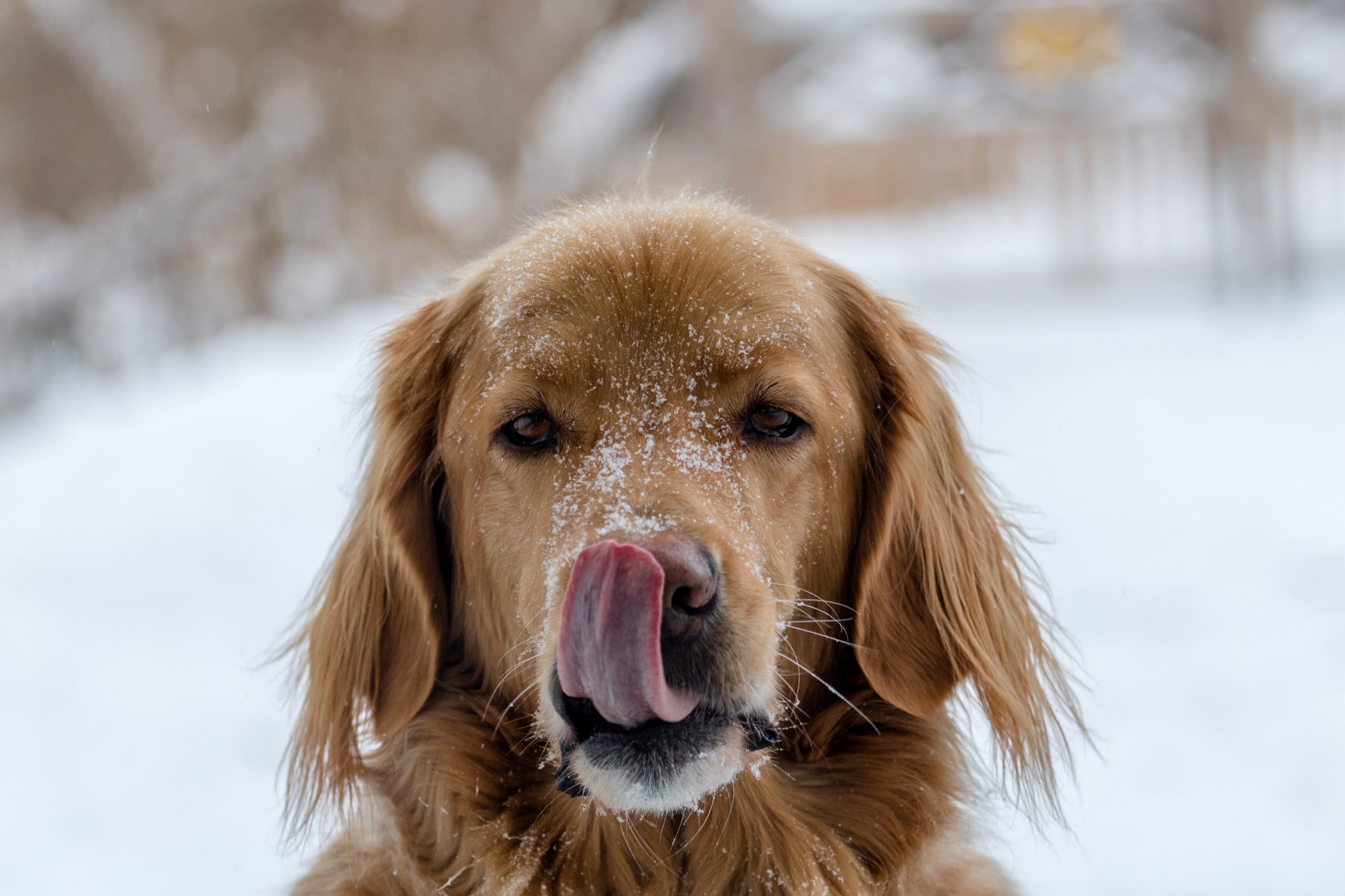 How to Safely Dodge Pet Dangers this Winter