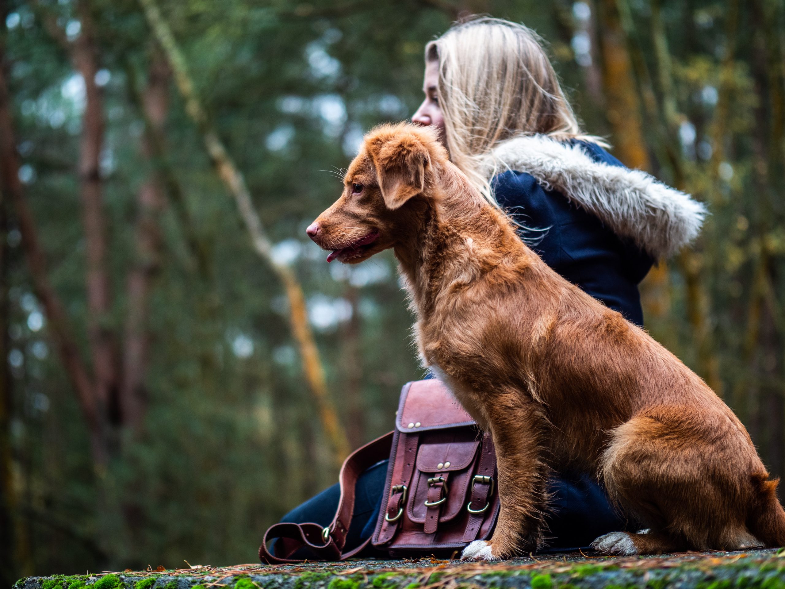 Brrr, it’s Cold Outside! Top Tips for Keeping Your Dog Warm