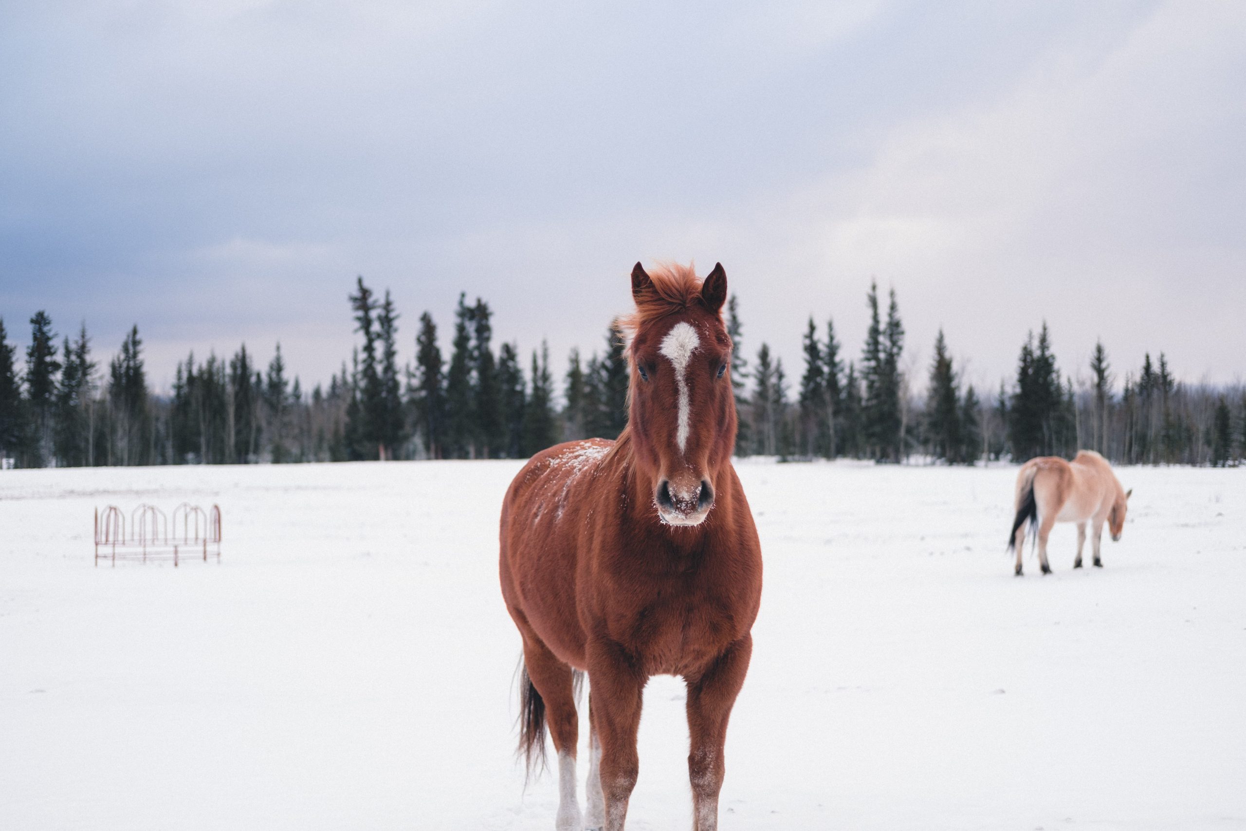How to Keep Your Animals Healthy and Safe During Winter