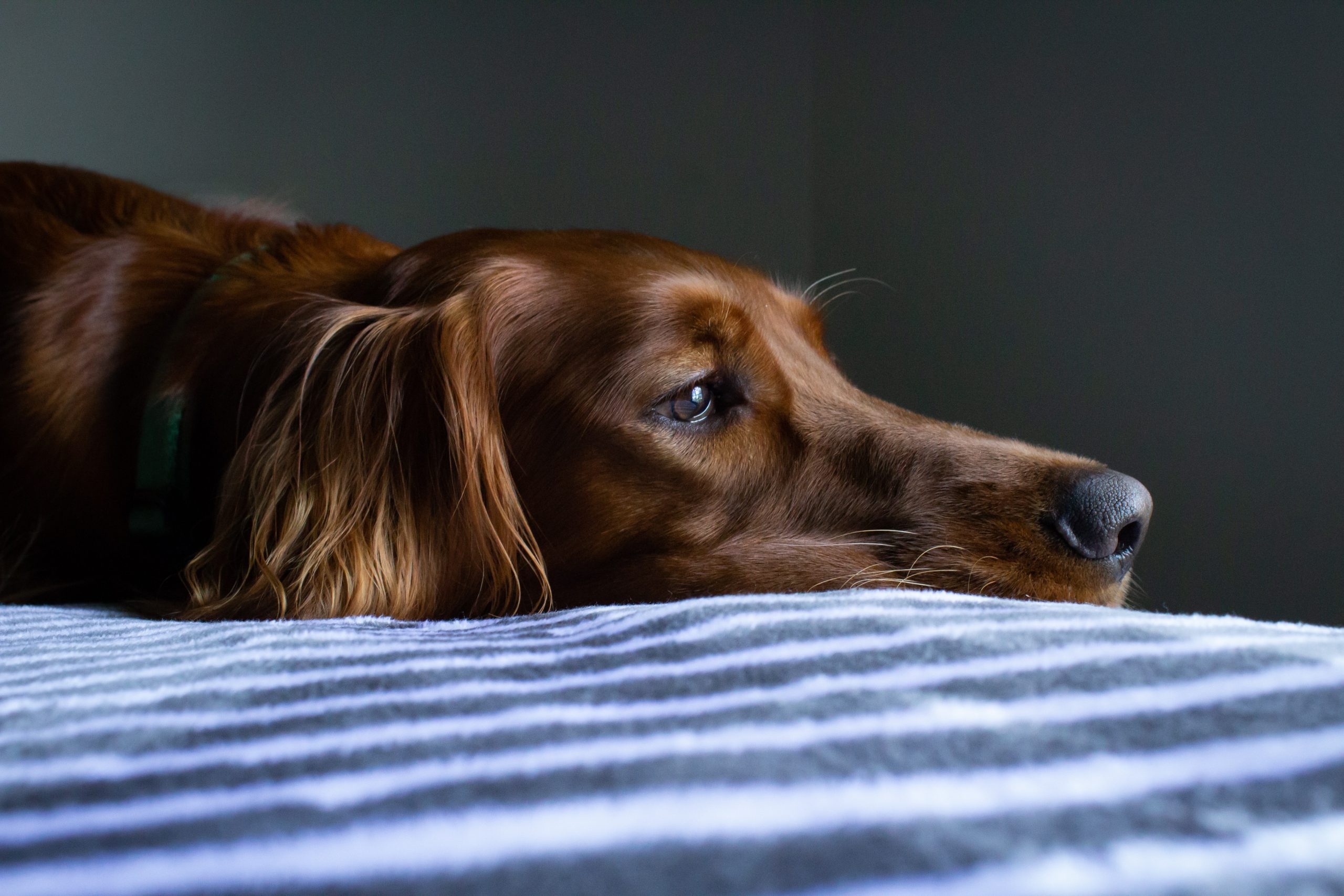 Pet Owner’s Winter Blues Affect Pets Across the UK