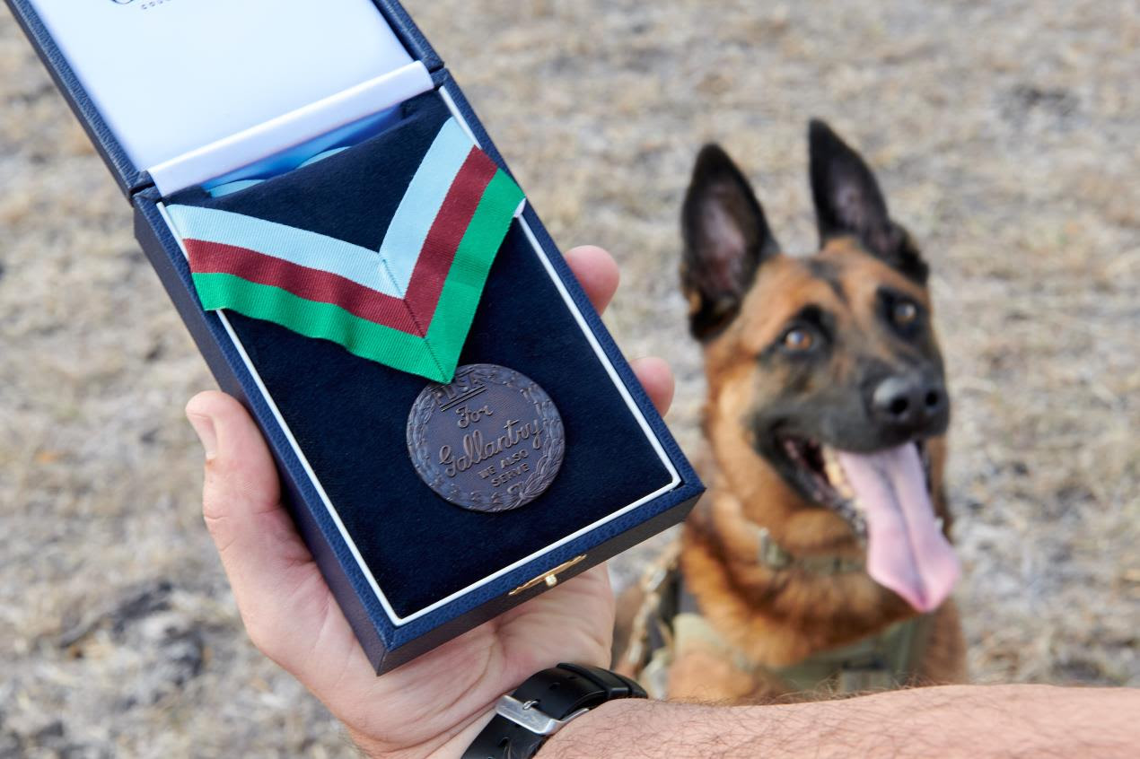 US Marine Corps Dog Bass Awarded the PDSA Dickin Medal 