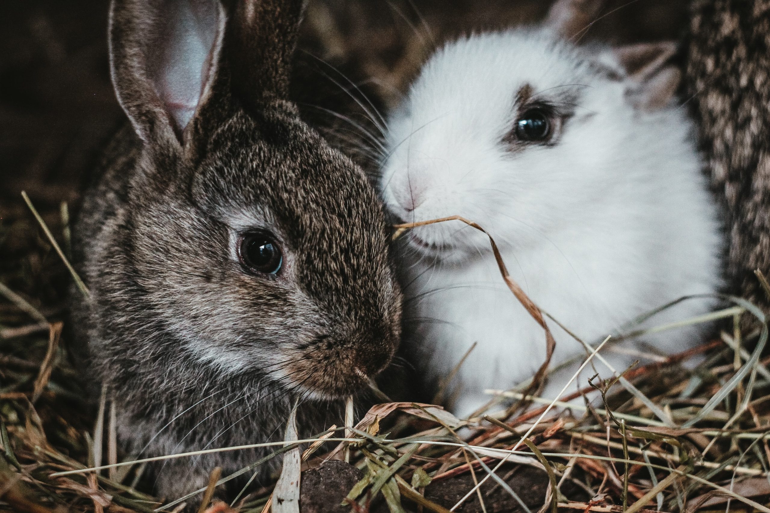 RSPCA: “Amnesty Needed on Breeding and Sale of Pet Rabbits”