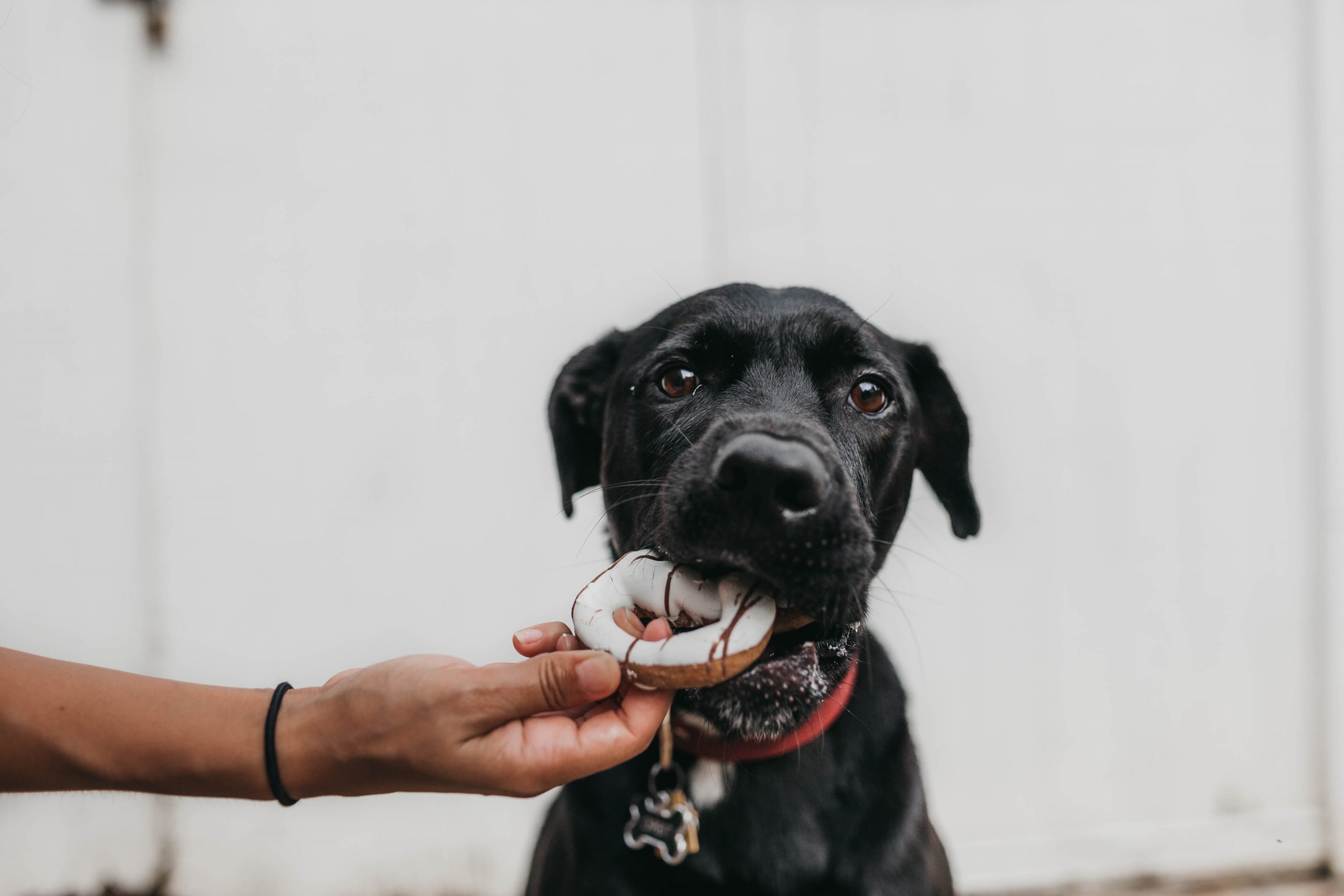 Feeding Your Dog Leftovers? Vet Explains How It Could Be Impacting Their Health