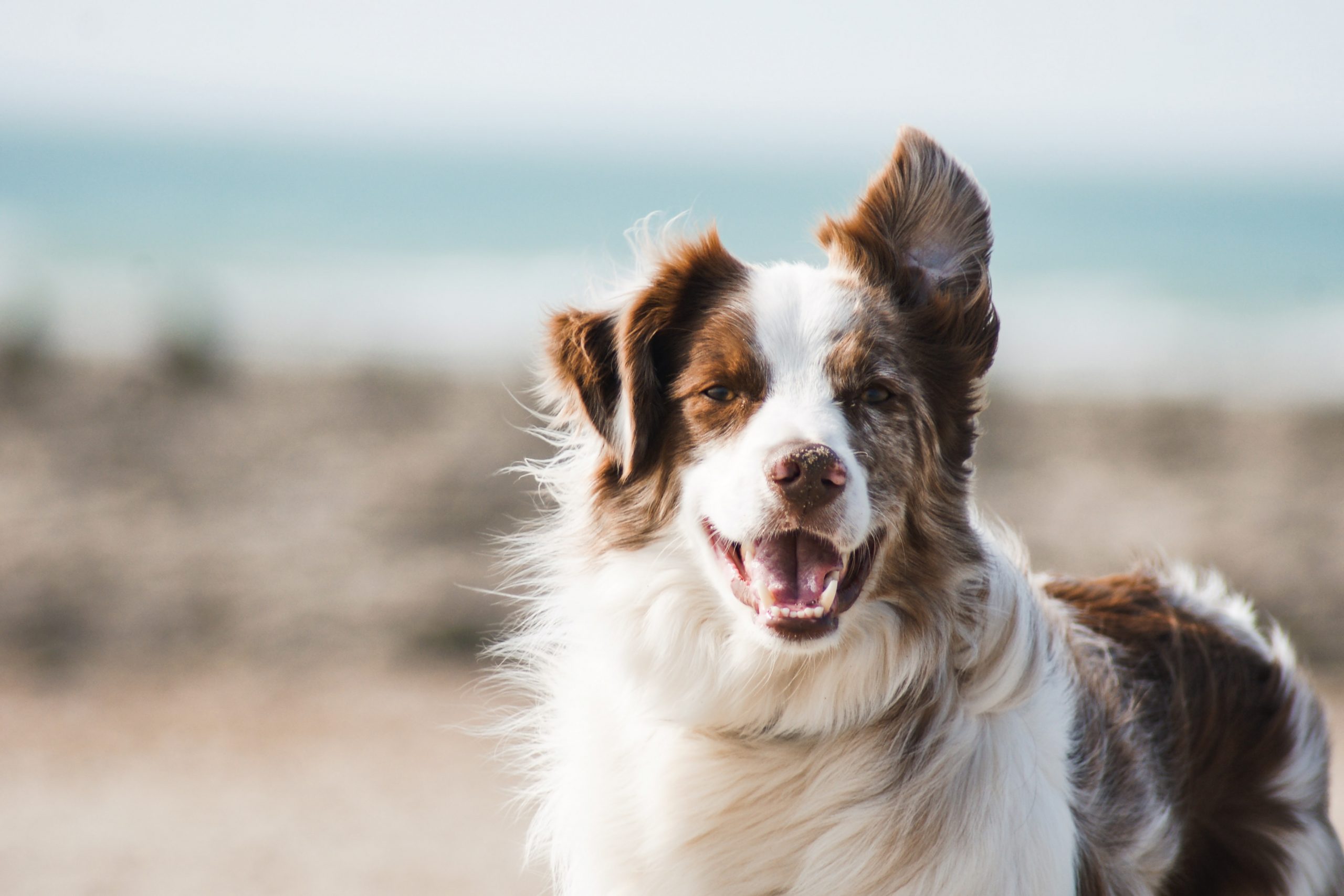 Dogs are Heading North for their 2023 Pawcation Pets Magazine