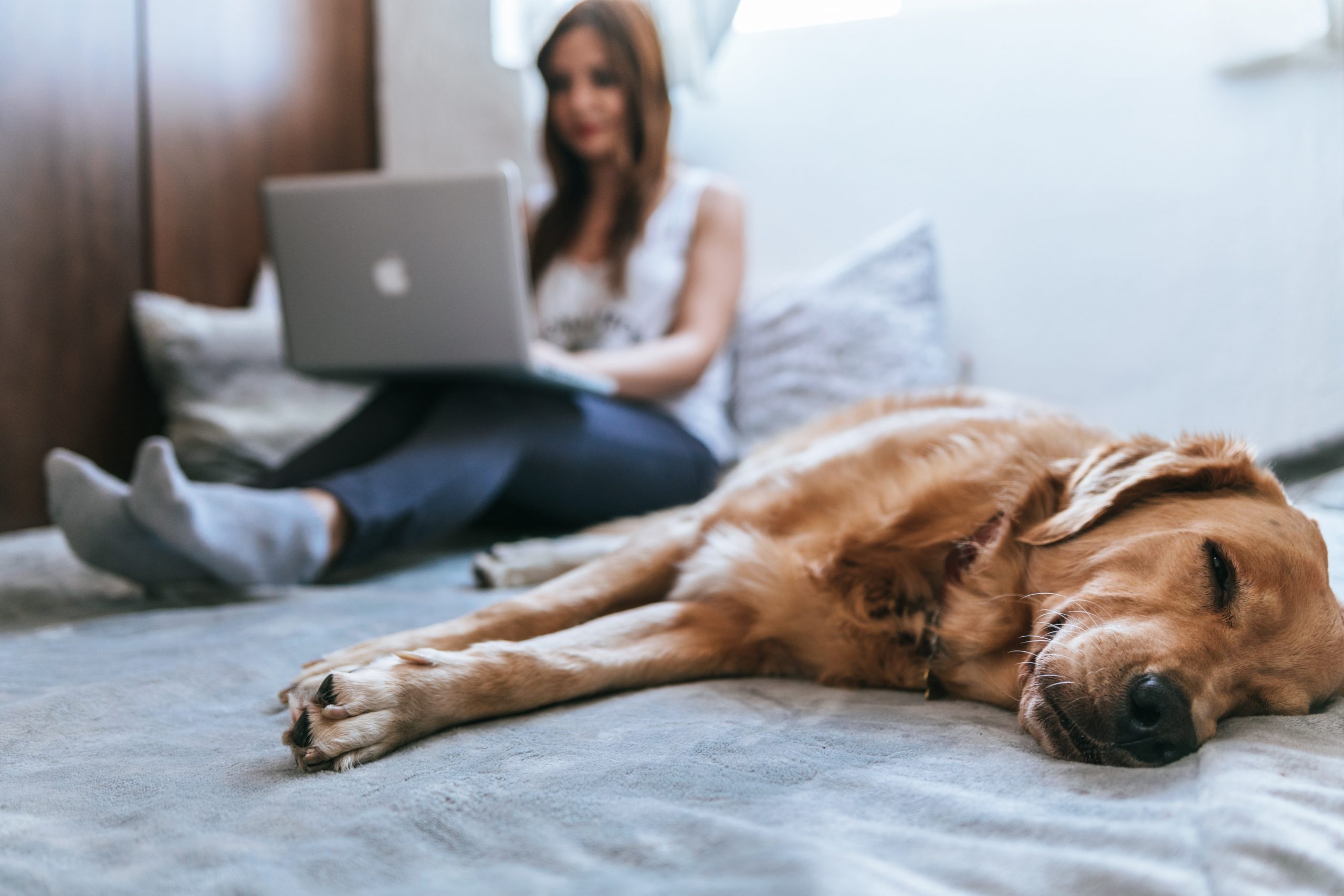 New Rented Homes Bill Introducing Pet-Friendly Measures, Applauded by Dogs Trust as a “Gamechanger” for Dog Owners