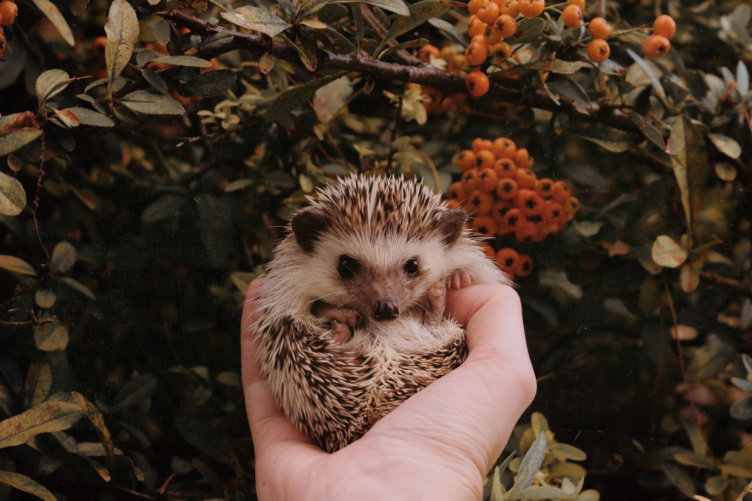 Help Save the Hedgehogs!