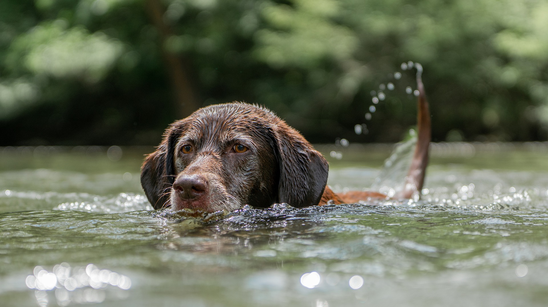 Protect Your Dogs: Avoid Blue-Green Algae for Their Safety