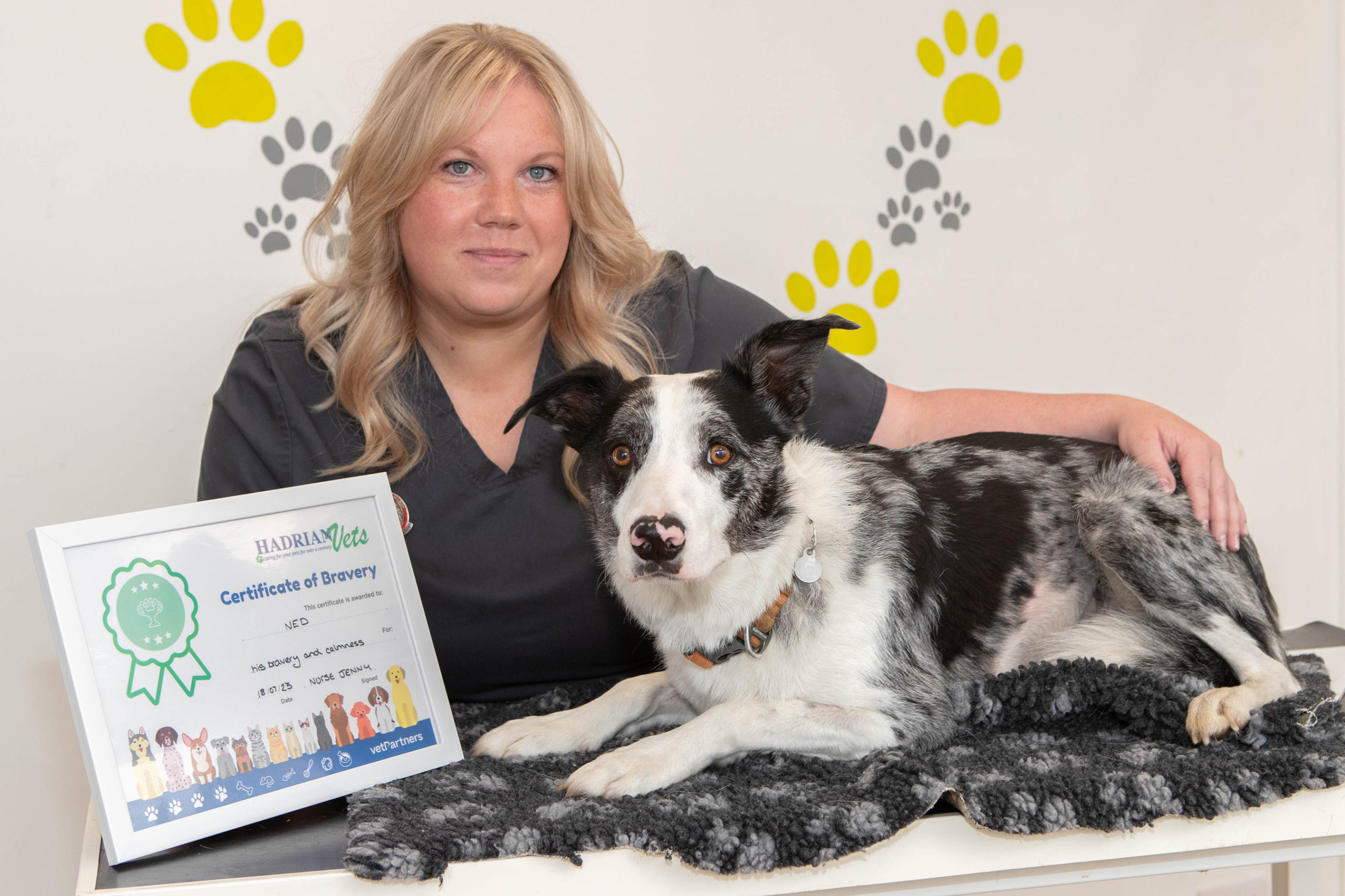 Veterinary Heroes Save Life of Border Collie After ‘Freak’ Riverbank Accident