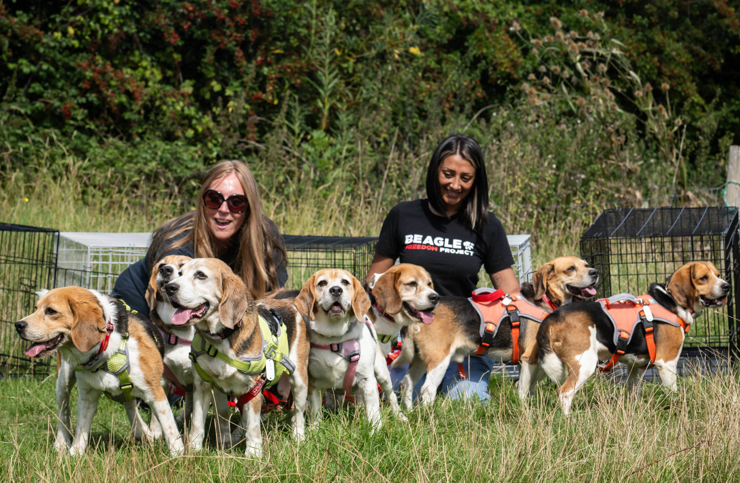 Seven Beagles Taste Freedom for the First Time after 12 Years of Cruelty in a European Lab 
