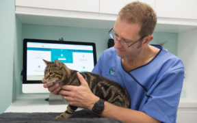 person vet with cat