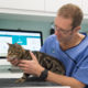 person vet with cat