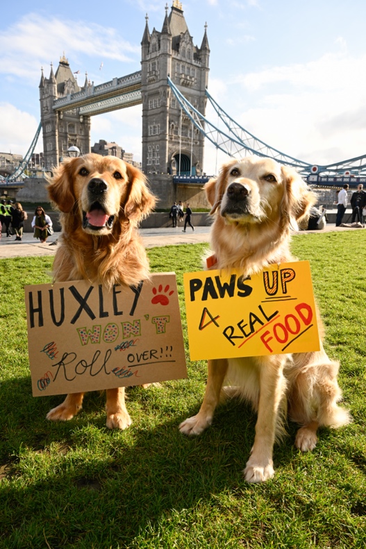 New Petition Calls for Better Dog Food Standards