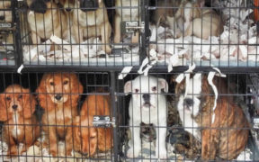 dogs in cages