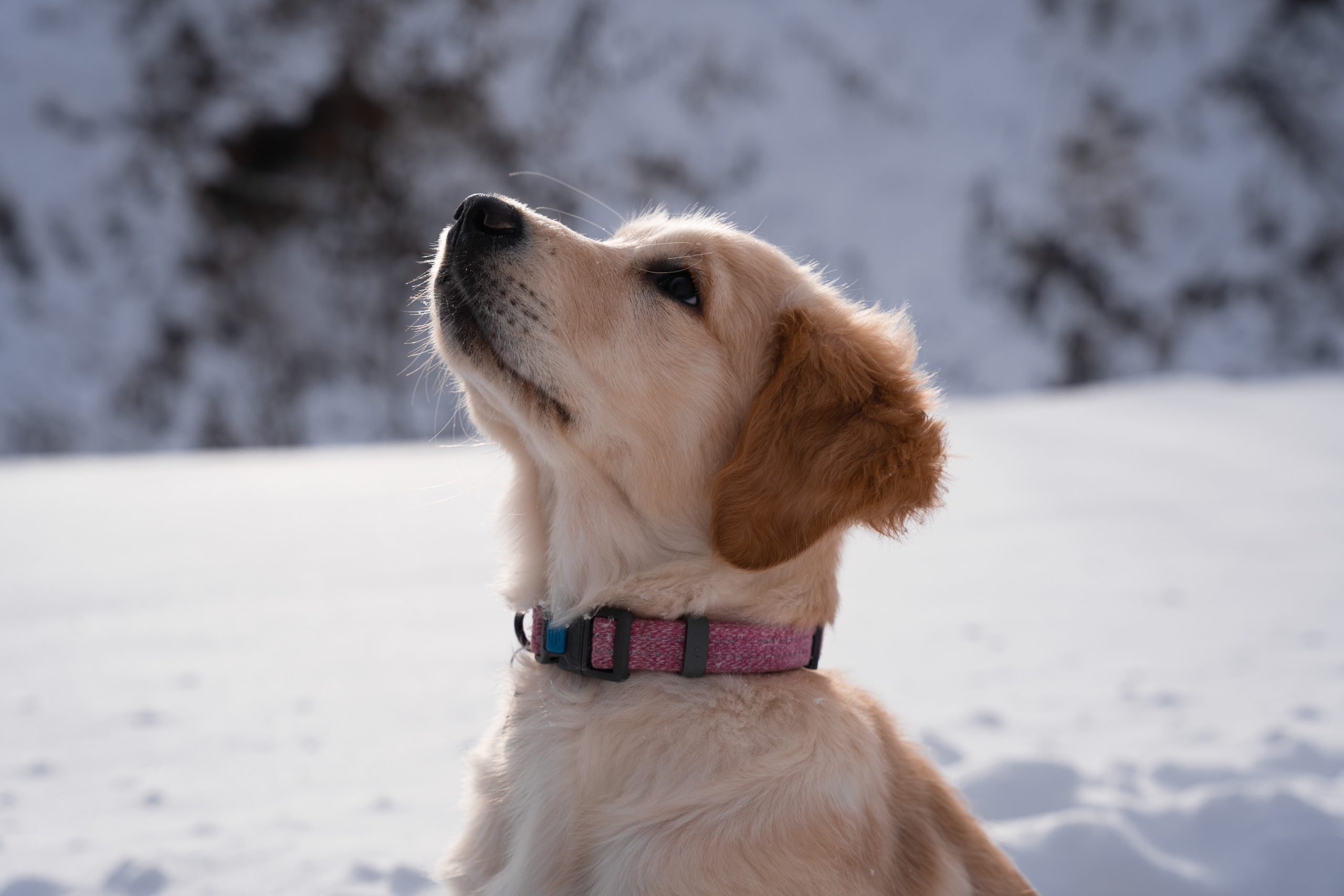 dog in winter