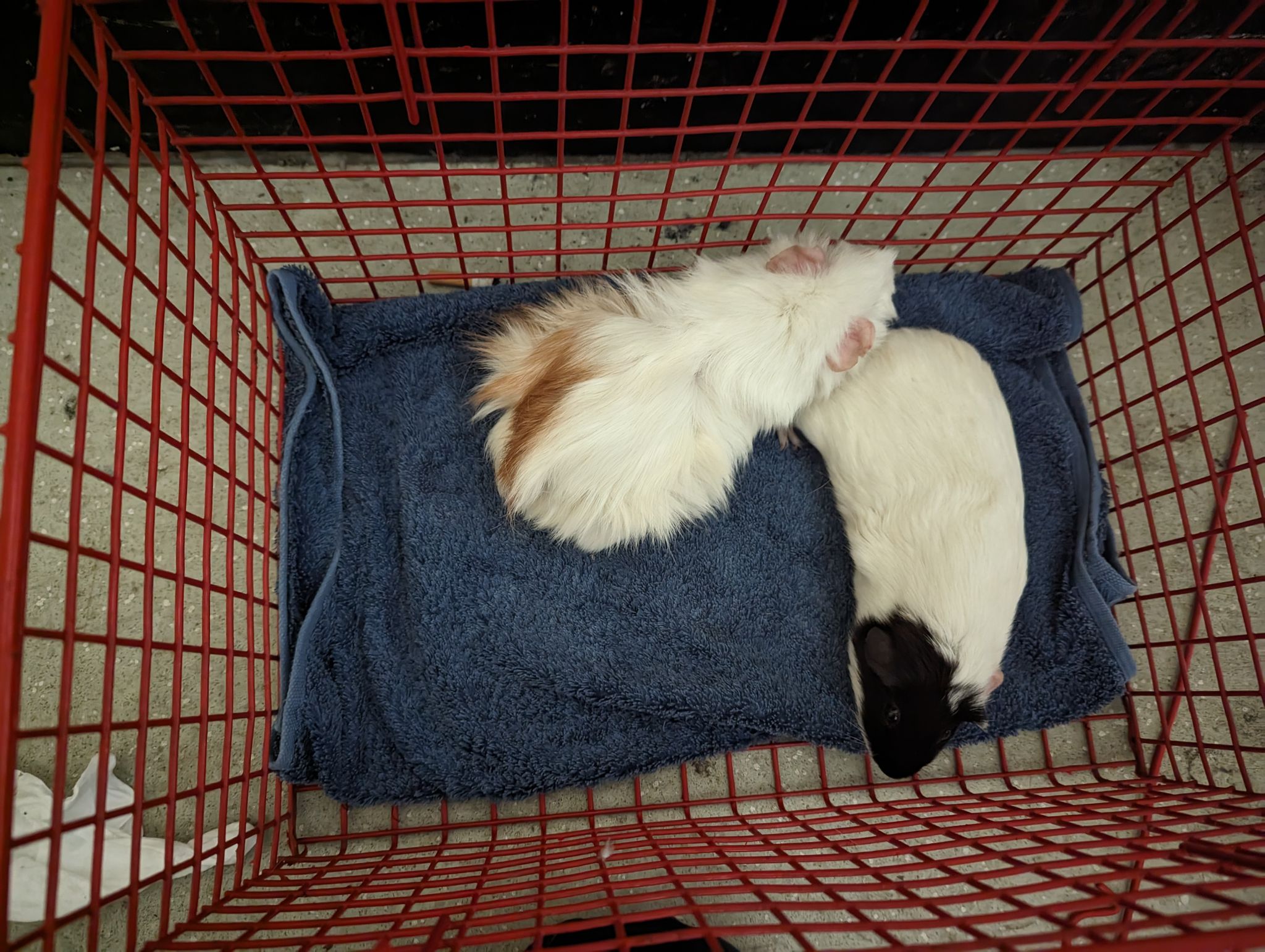 Guinea pigs in cage