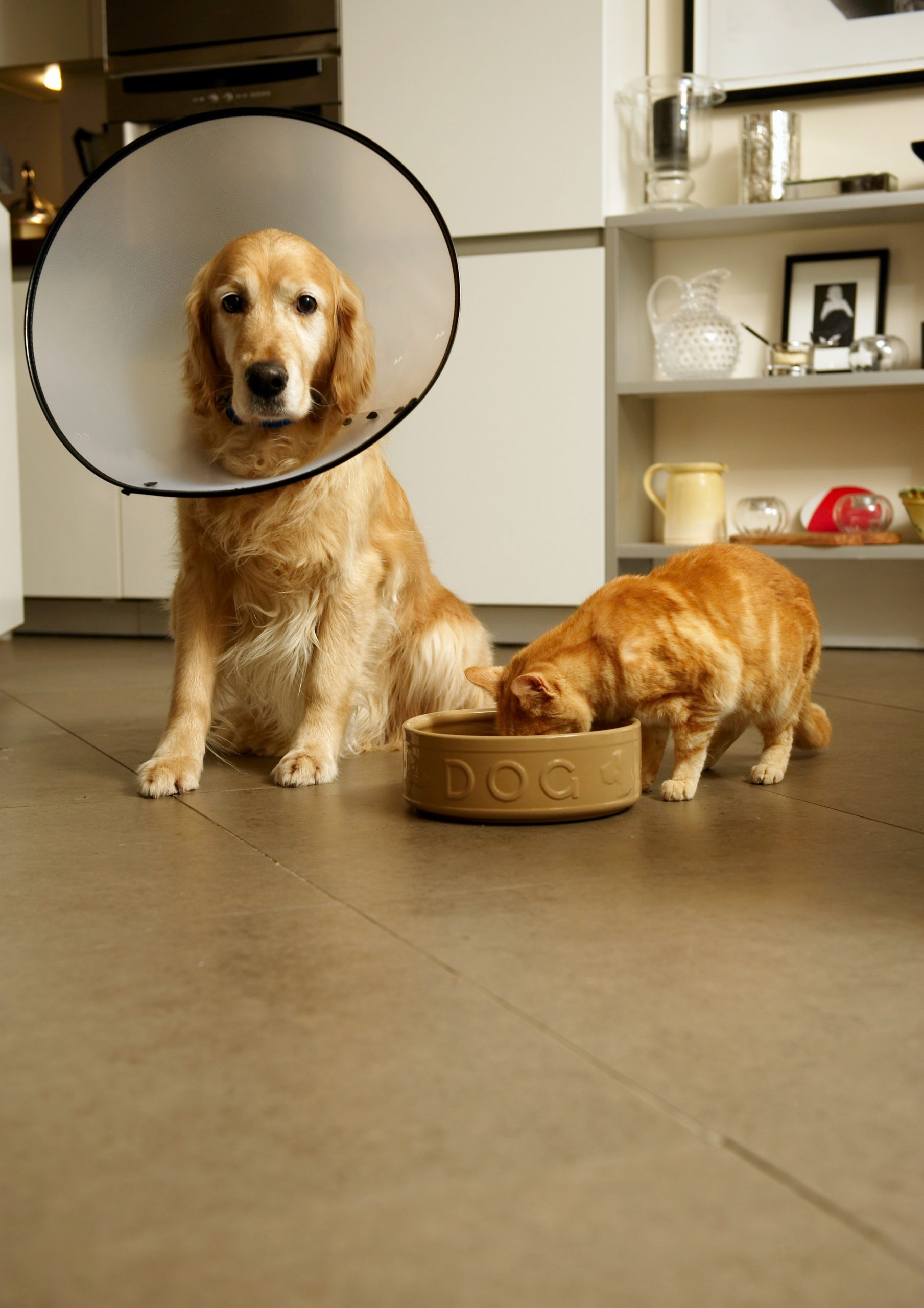dog and cat