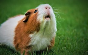 guinea pig