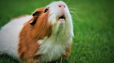 guinea pig
