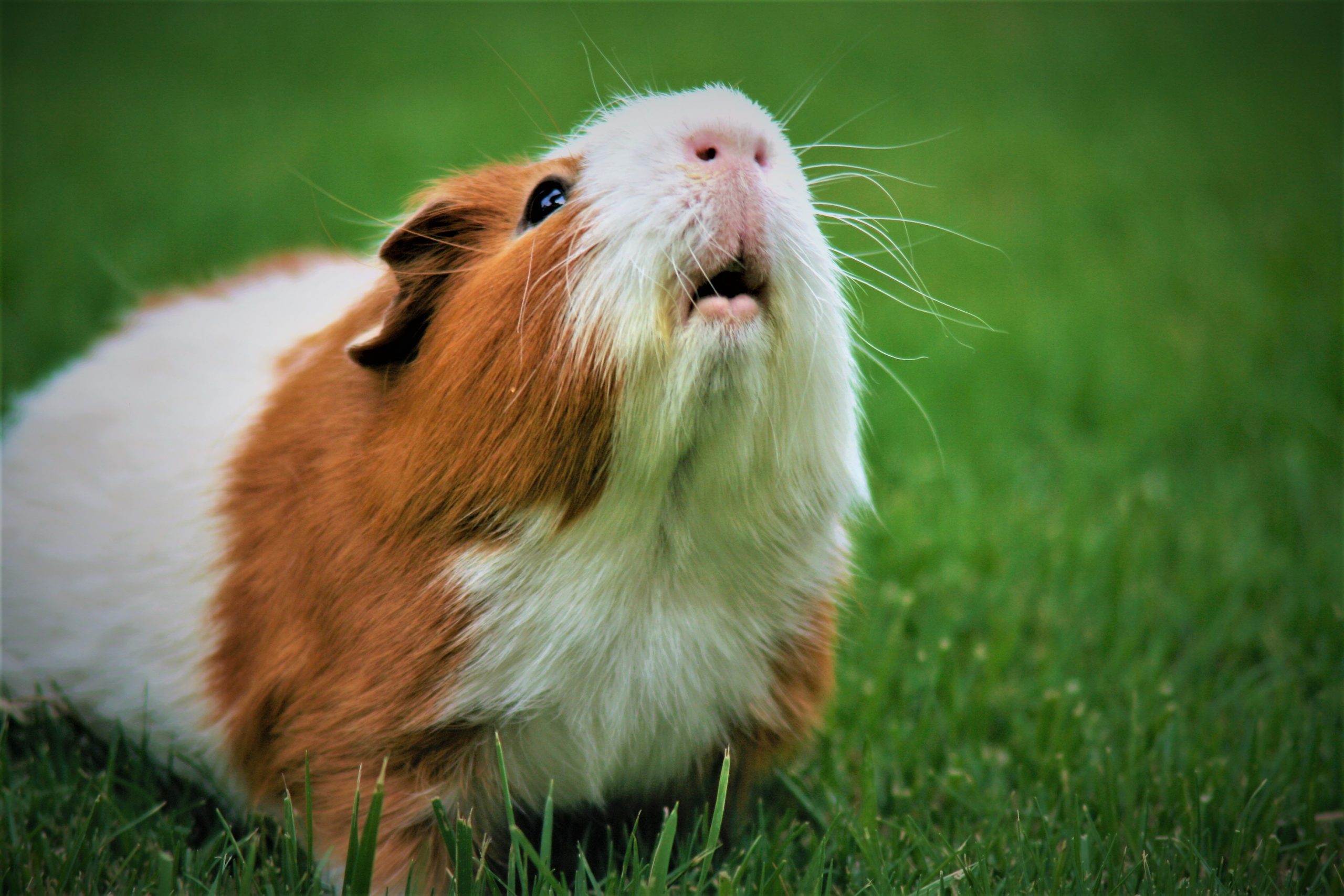 guinea pig