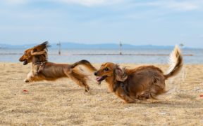 dogs running on beach