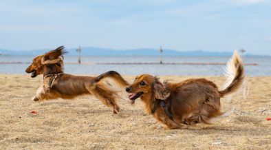 dogs running on beach