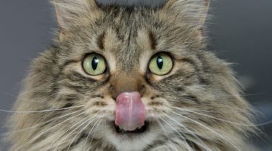 cat licking its lips