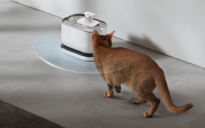cat and water fountain