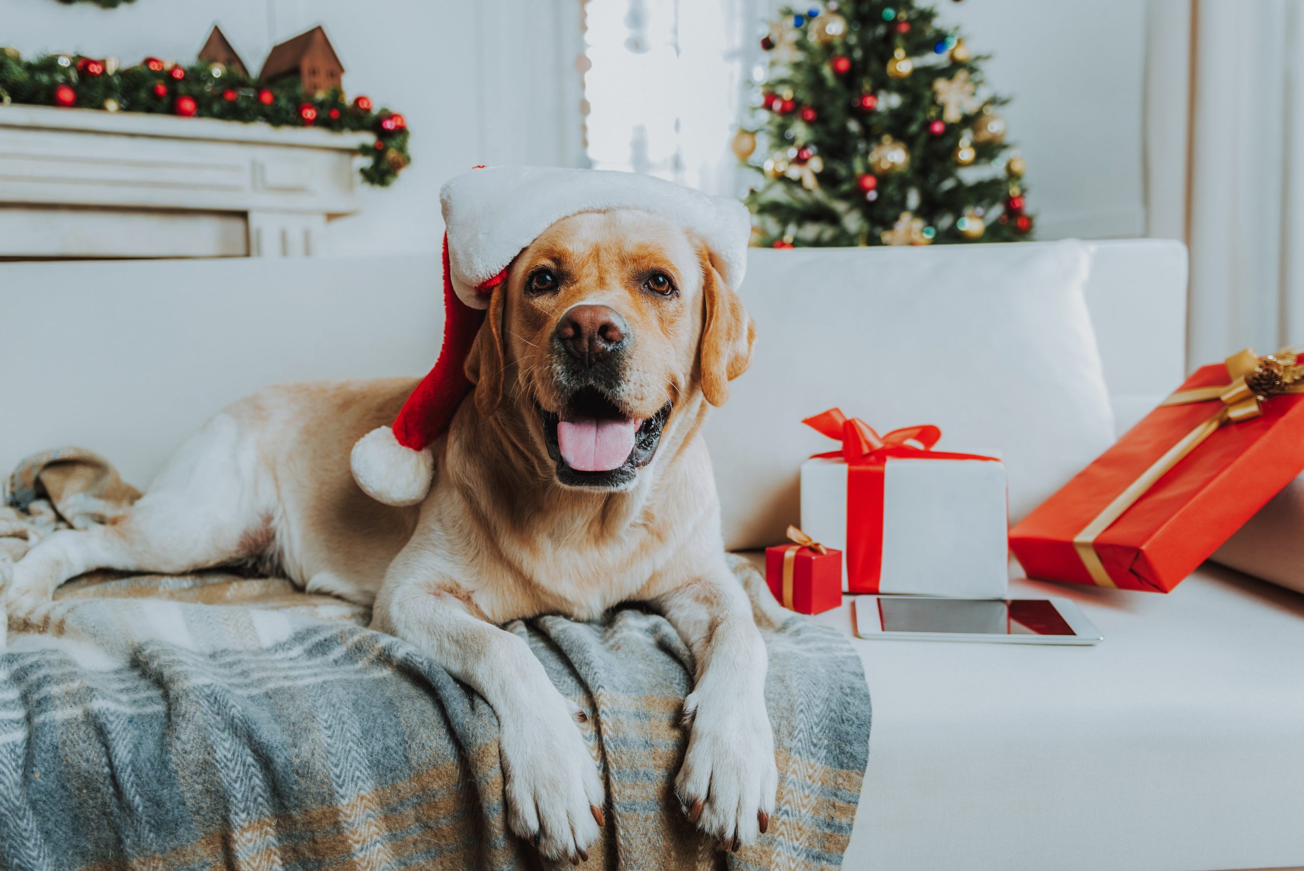 dog at christmas