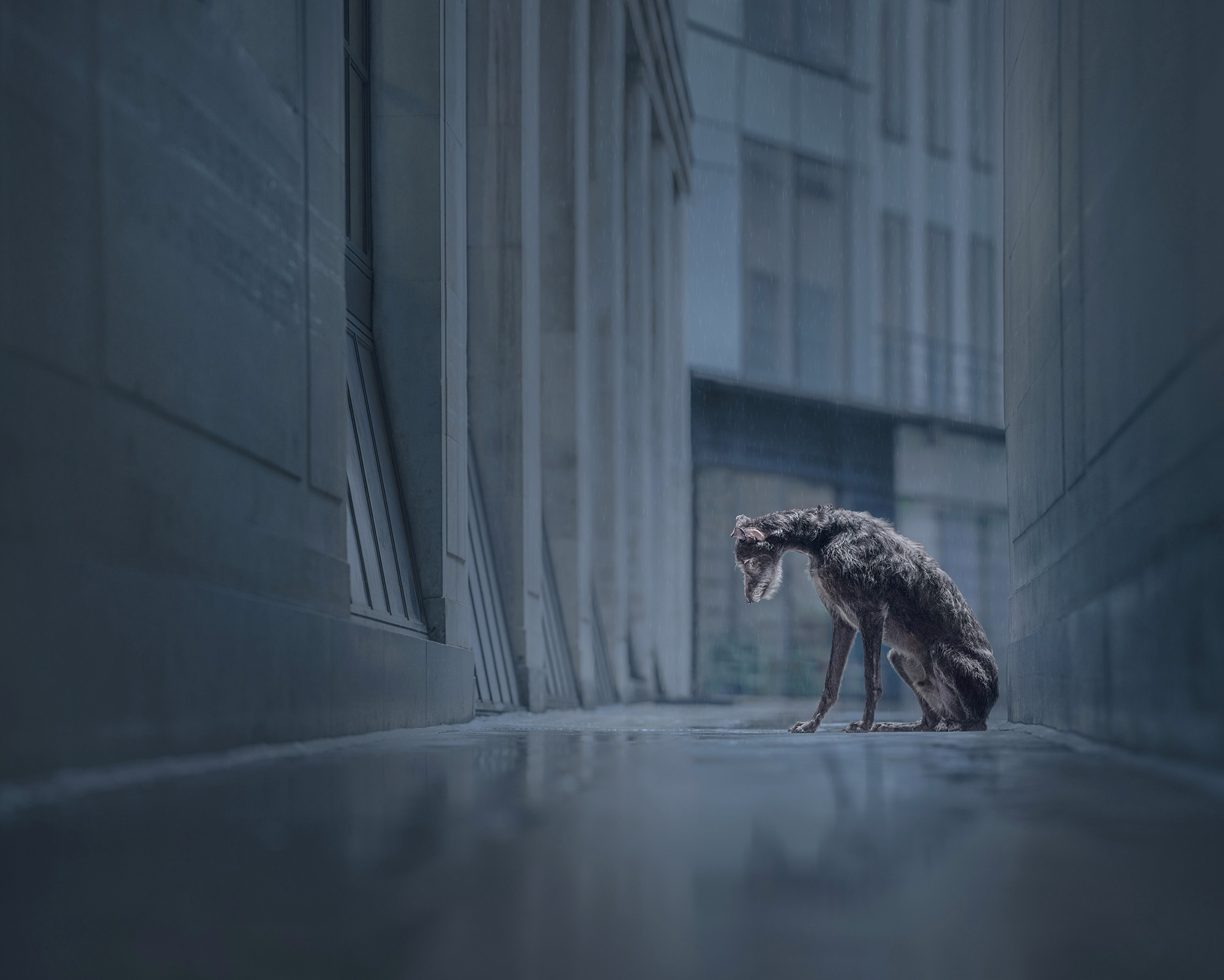 Abandoned Lurcher dog staring at ground