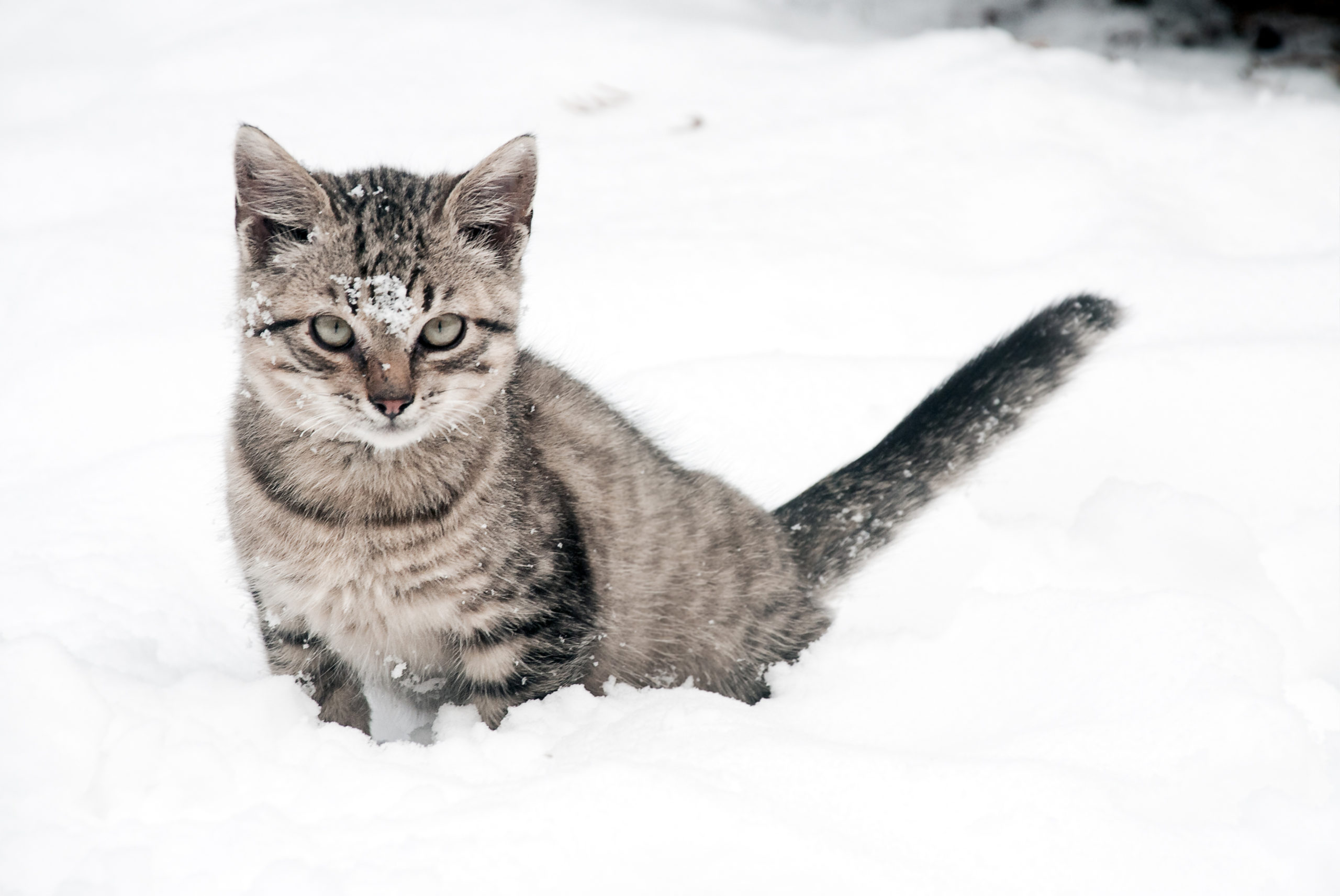 Tabby cat in snow