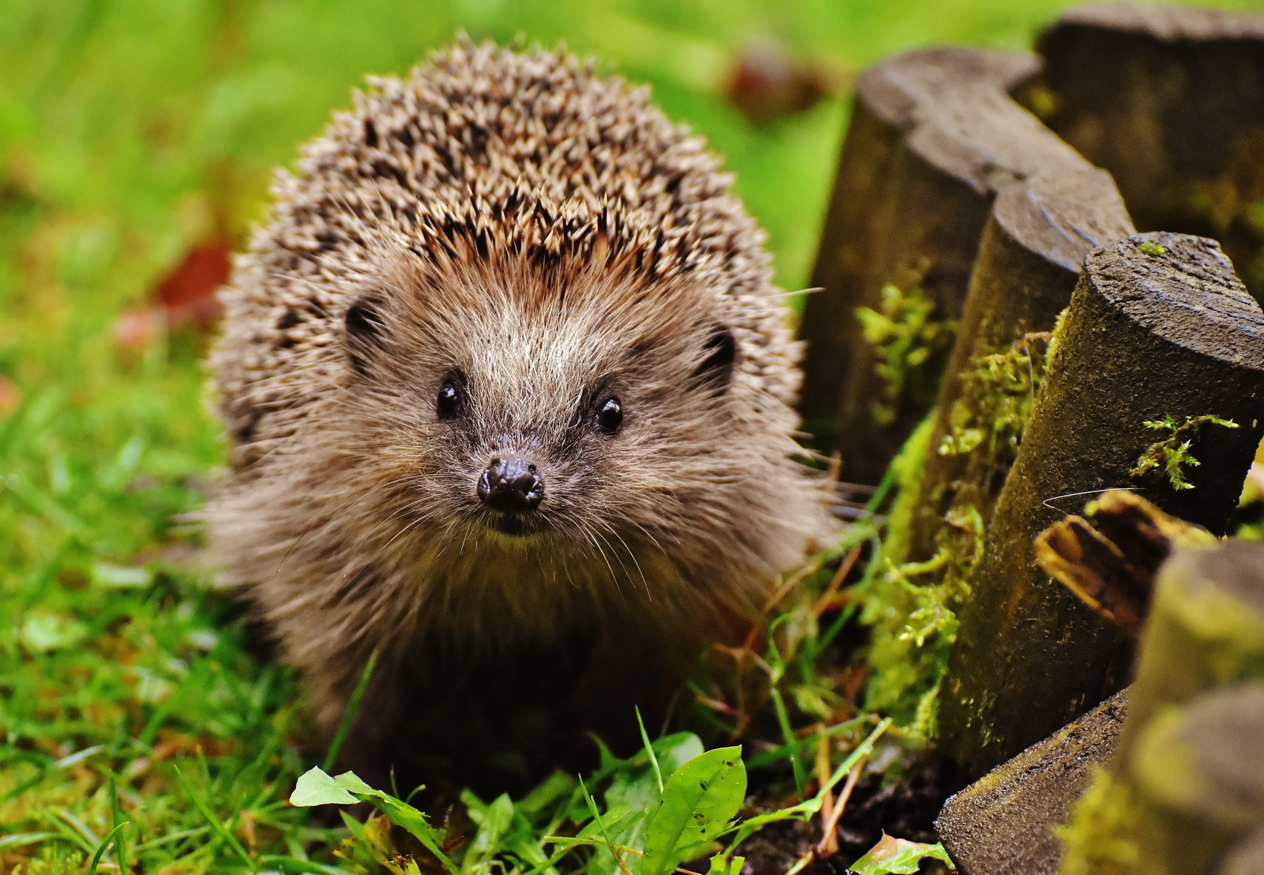 Oxford Researchers Lead Creation of Groundbreaking Hedgehog Safety Test for Robotic Lawnmowers