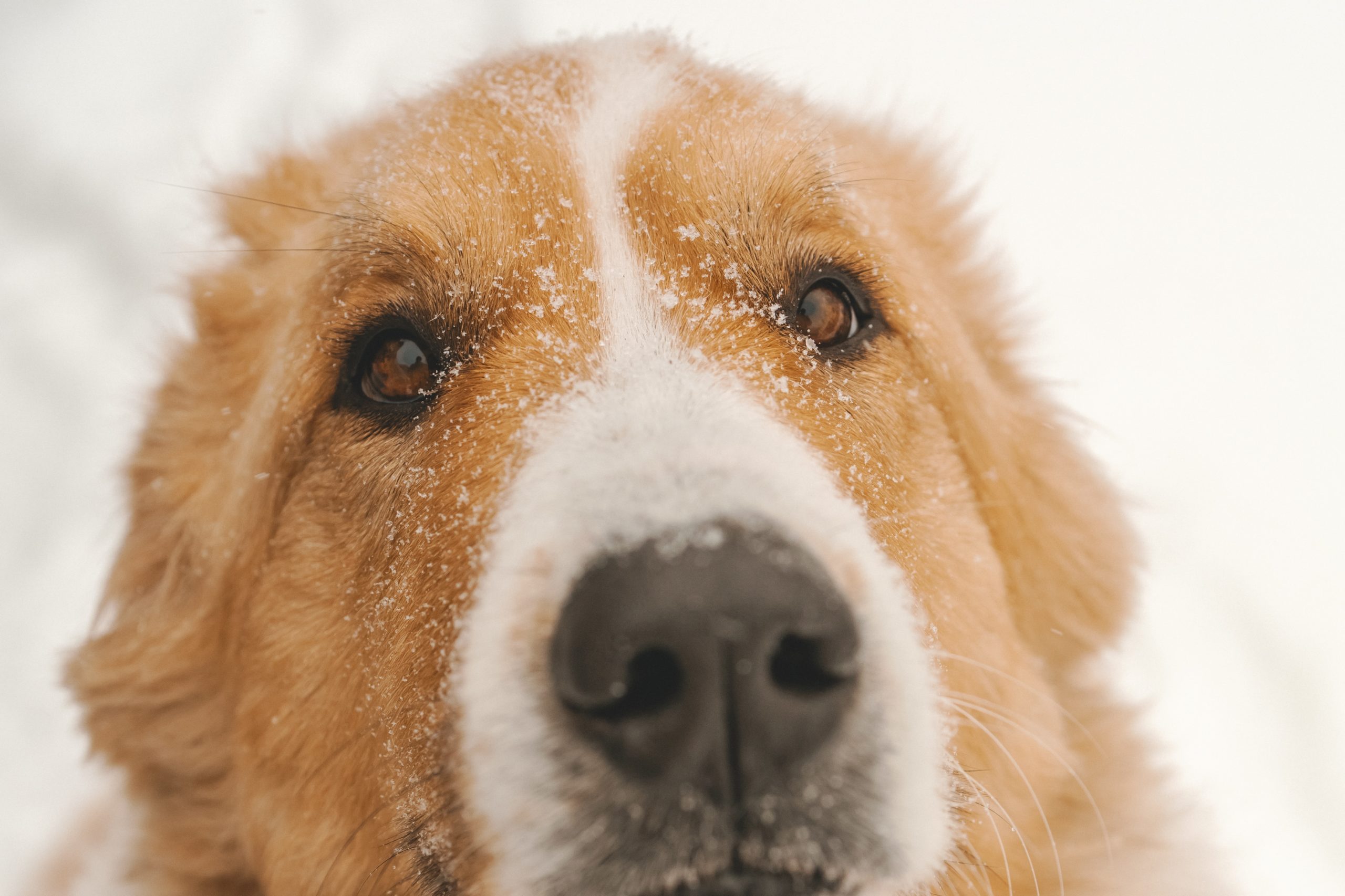 dog with snow on its face