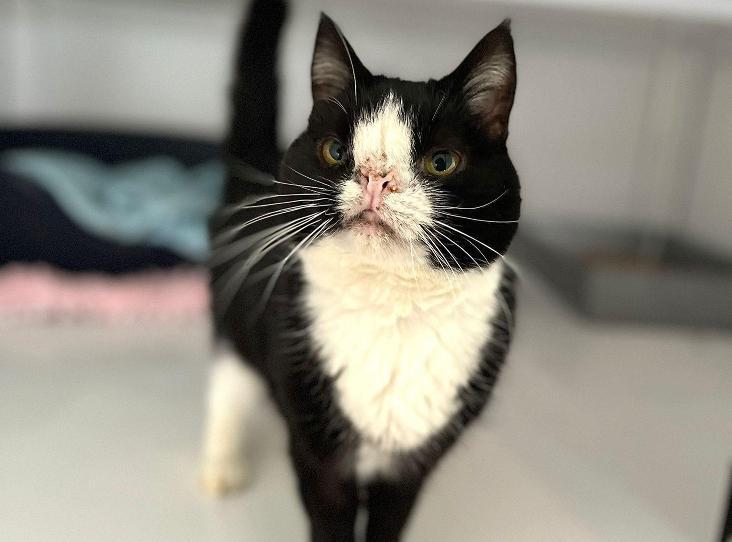 RSPCA Appeals to Find Home for ‘Perfectly Imperfect’ Cat