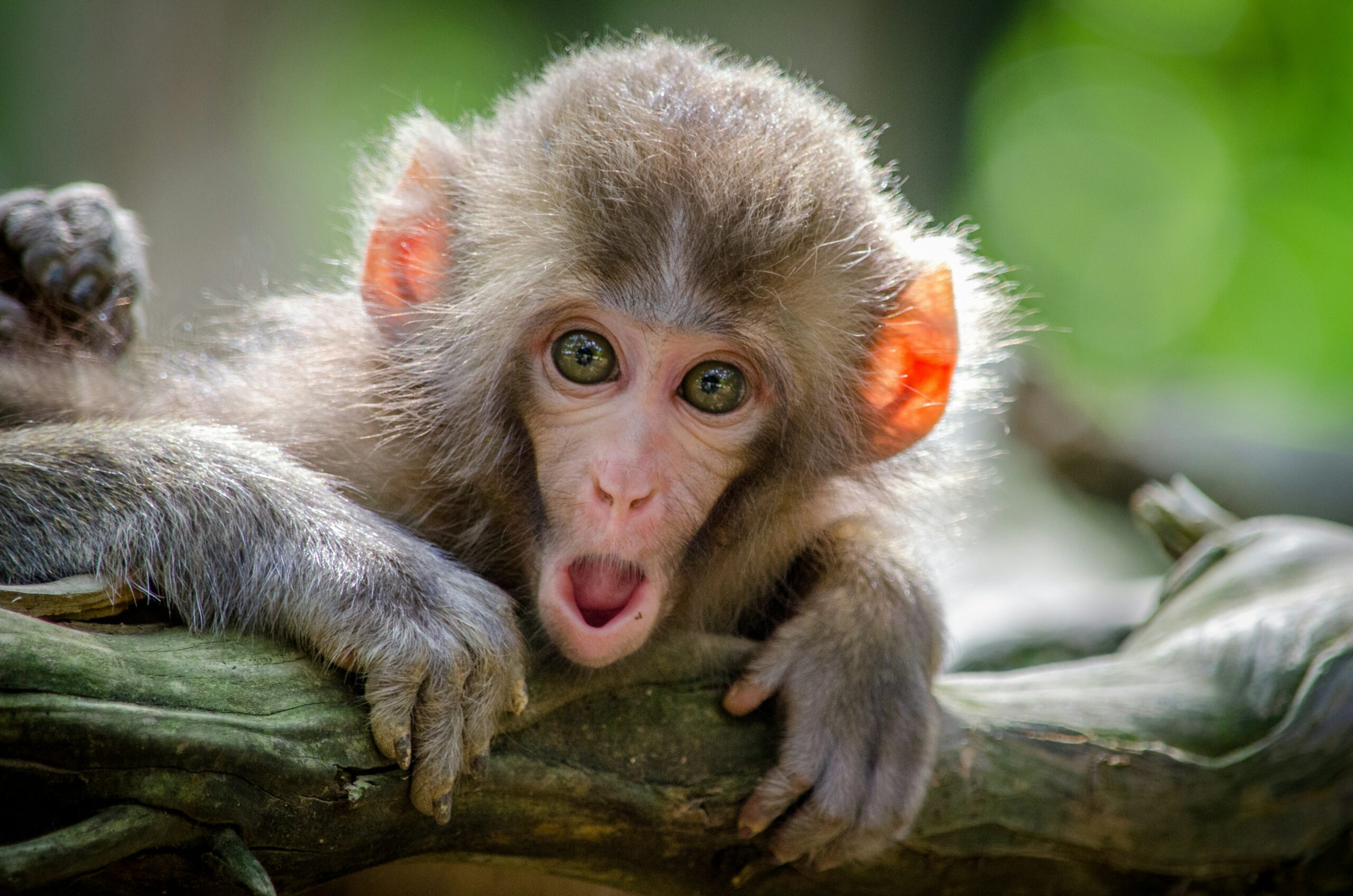 Buy a baby monkey as store a pet