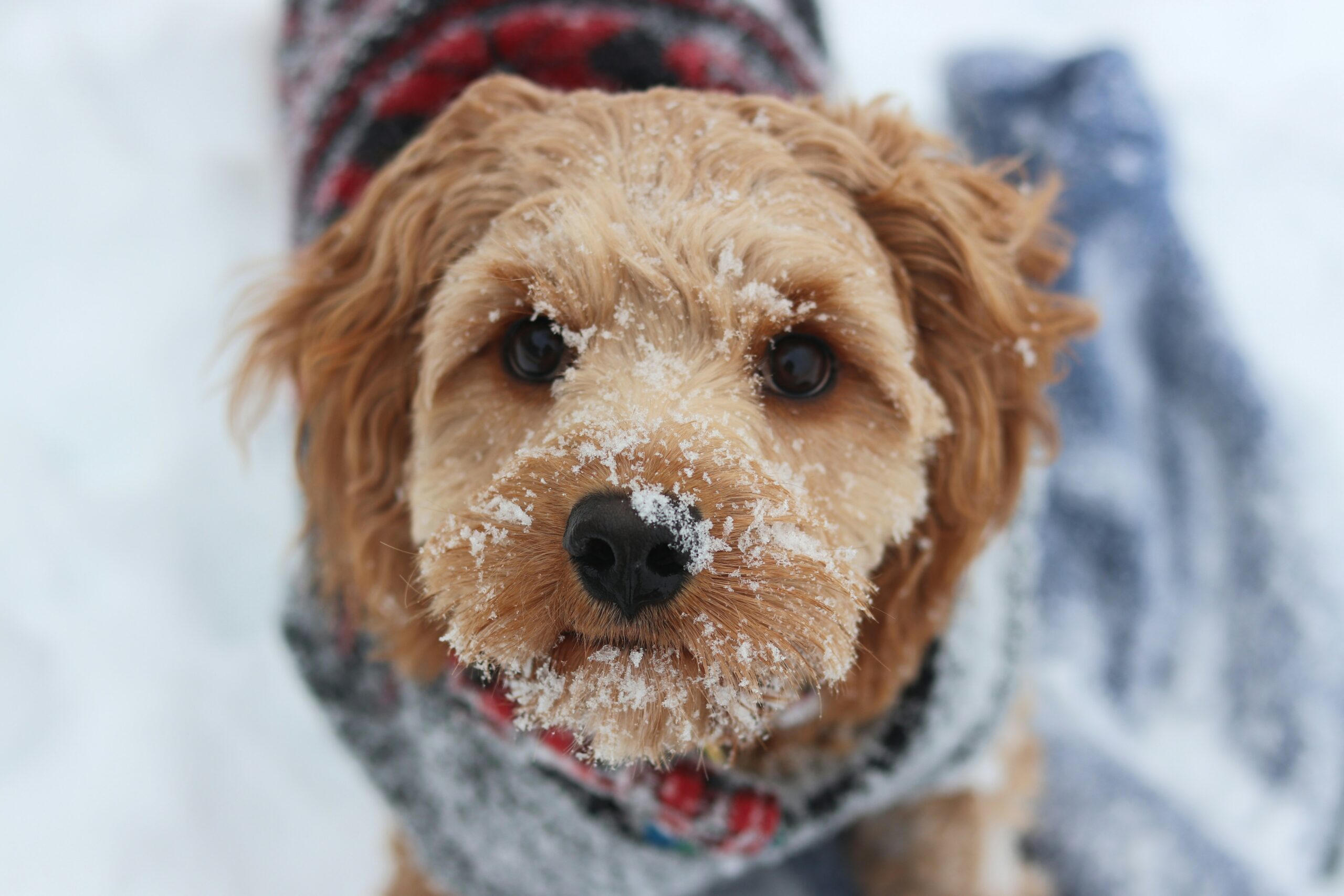 dog cockapoo with snow on face