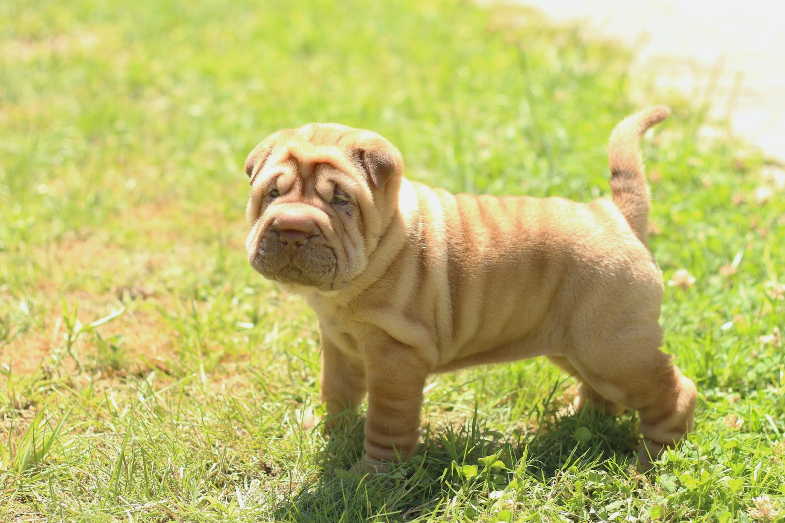 shar pei dog