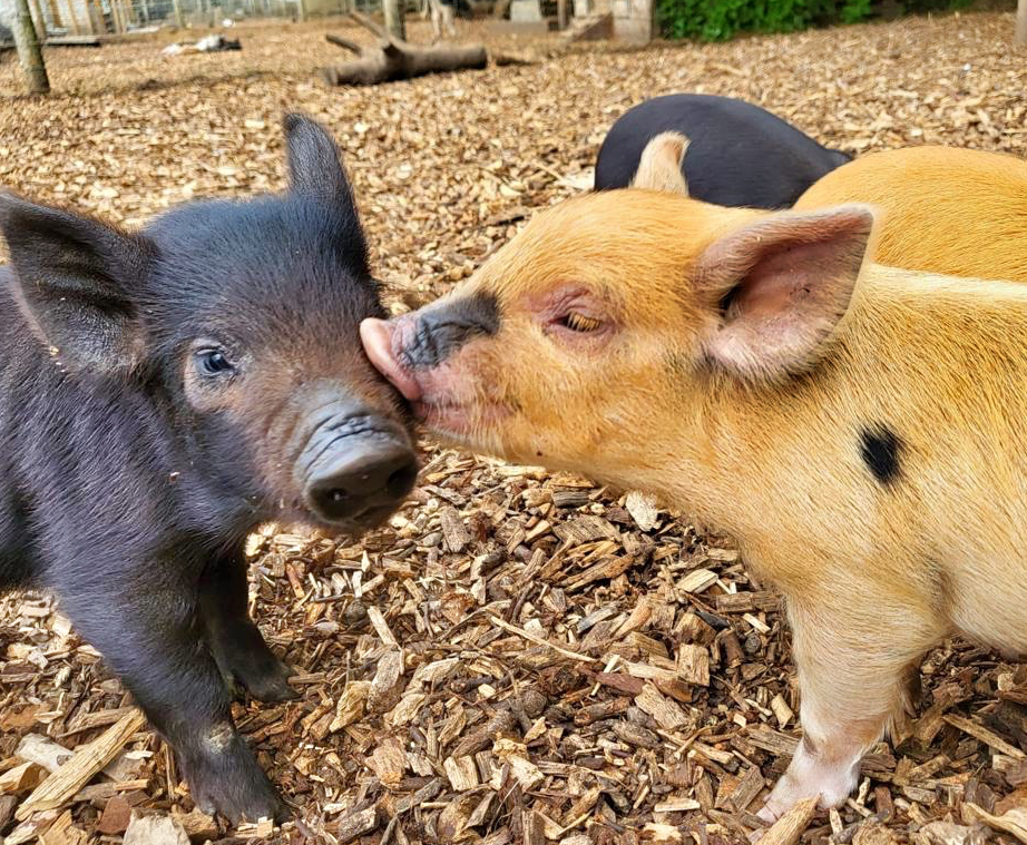 From Oinks to I Do’s: Love Stories Bloom at Kew Little Pigs