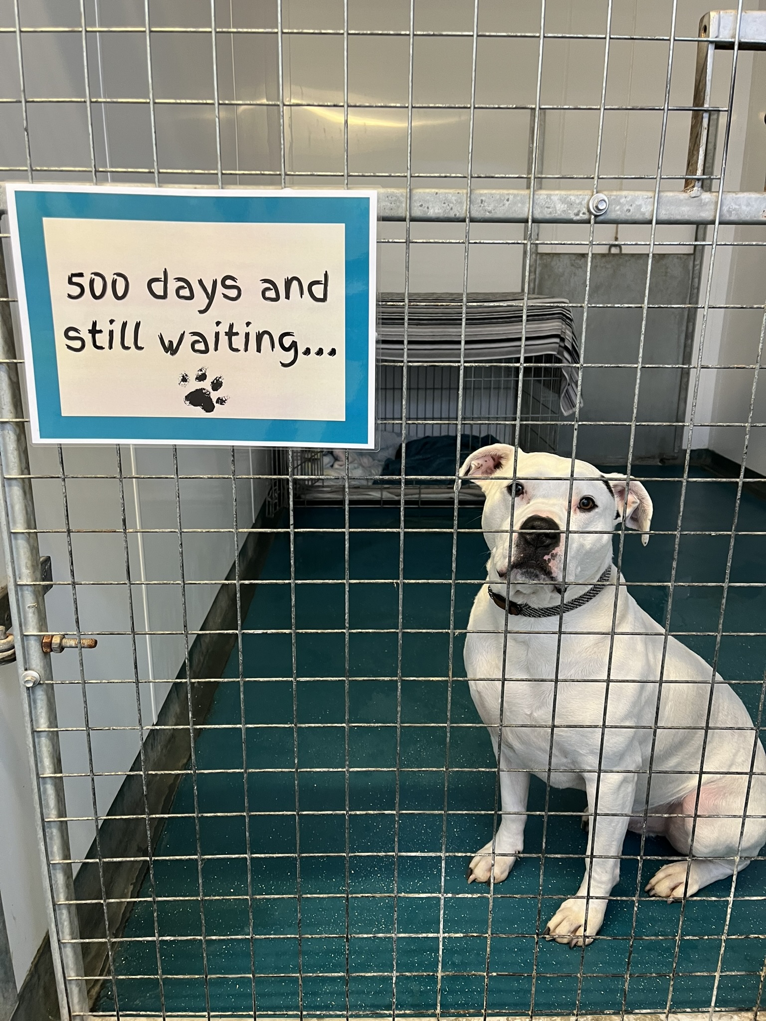 Zeus’s Quest for Forever Home Passes 500 Days